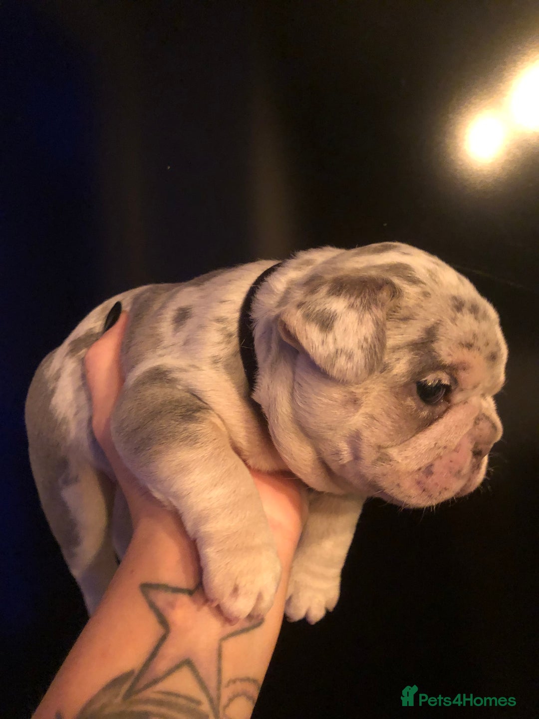 French Bulldog dogs for sale: Two boys  - Advert 9