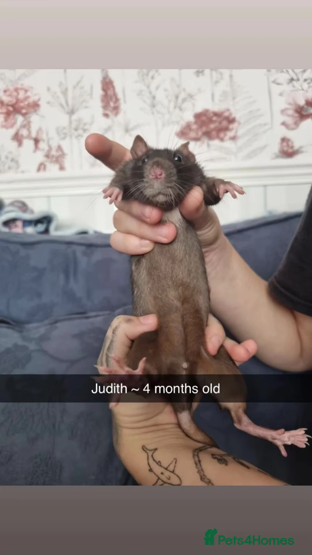 Rat rodents for sale: 6 rats for rehoming  - Advert 2