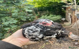 Hens poultry for sale: Bantams for sale - Image 6
