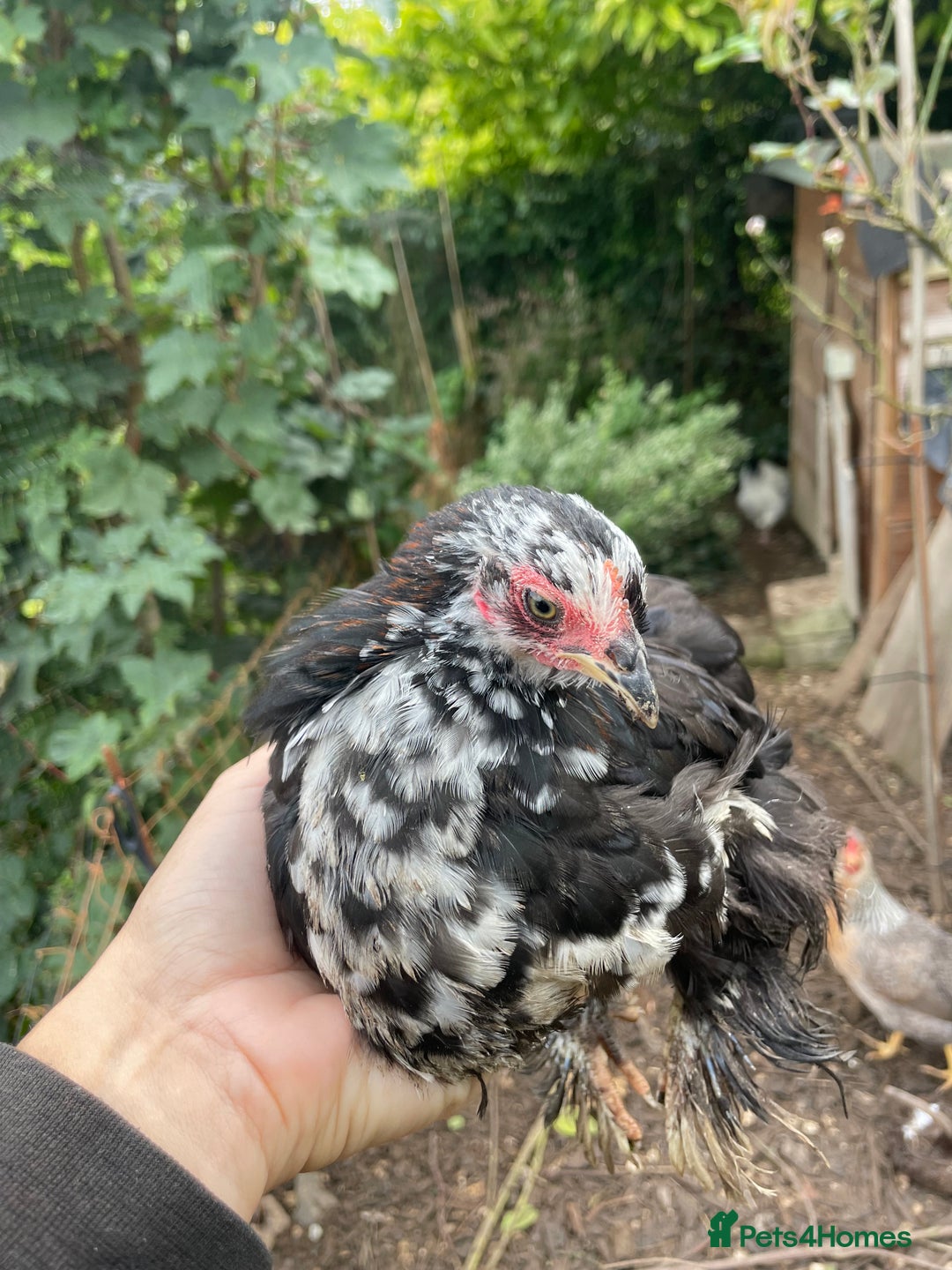 Hens poultry for sale: Bantams for sale - Image 6