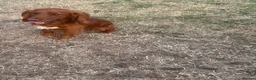 Cocker Spaniel dogs for stud: RED KC STUD DOG  - Advert 2
