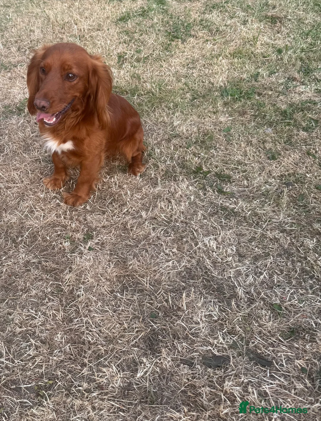 Cocker Spaniel dogs for stud: RED KC STUD DOG  - Advert 2