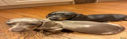 Miniature Dachshund dogs for sale: Magnificent dachshund puppies for sale  - Advert 8
