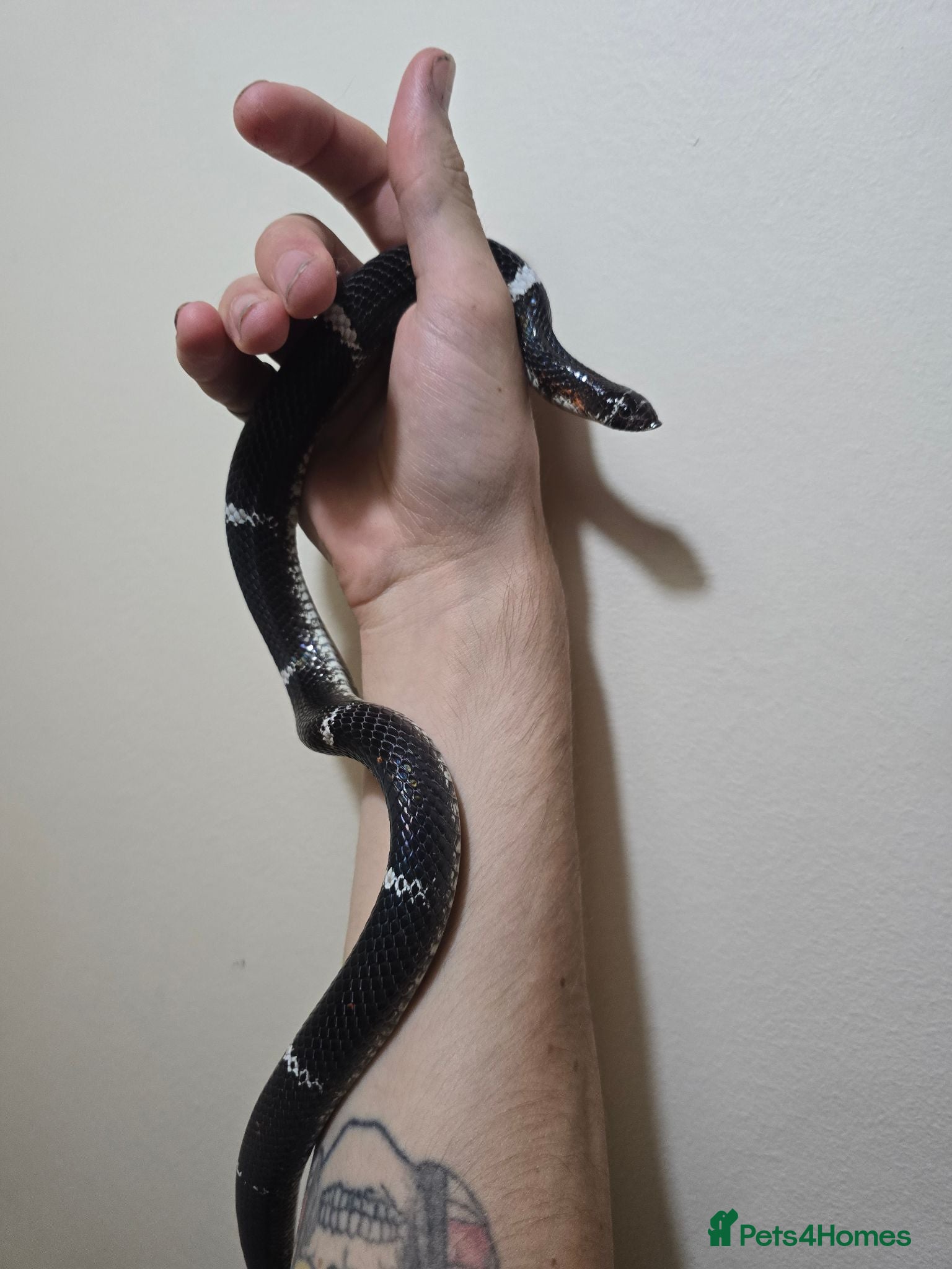 Snake reptiles Tri colour hognose snake  - Advert 2