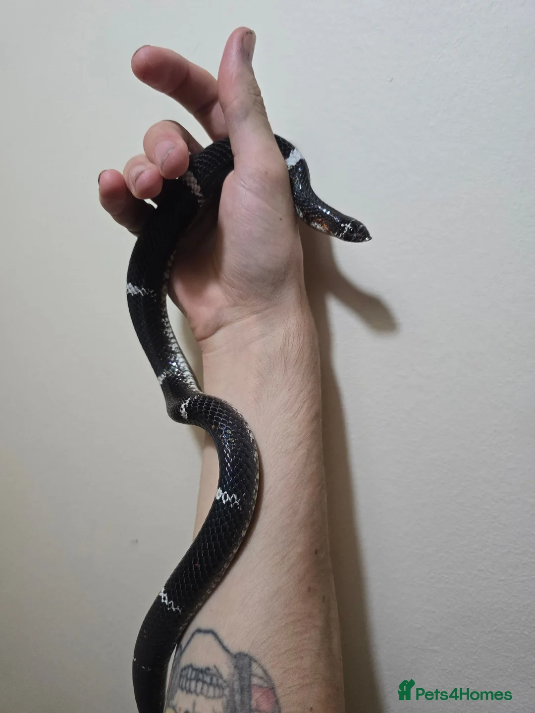 Snake reptiles for sale: Tri colour hognose snake  - Advert 1