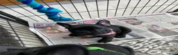 French Bulldog dogs for sale: Quality puppies reared by experienced breeders. - Advert 3