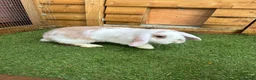Mini Lop rabbits for sale: Purebred baby male mini lop  - Advert 1