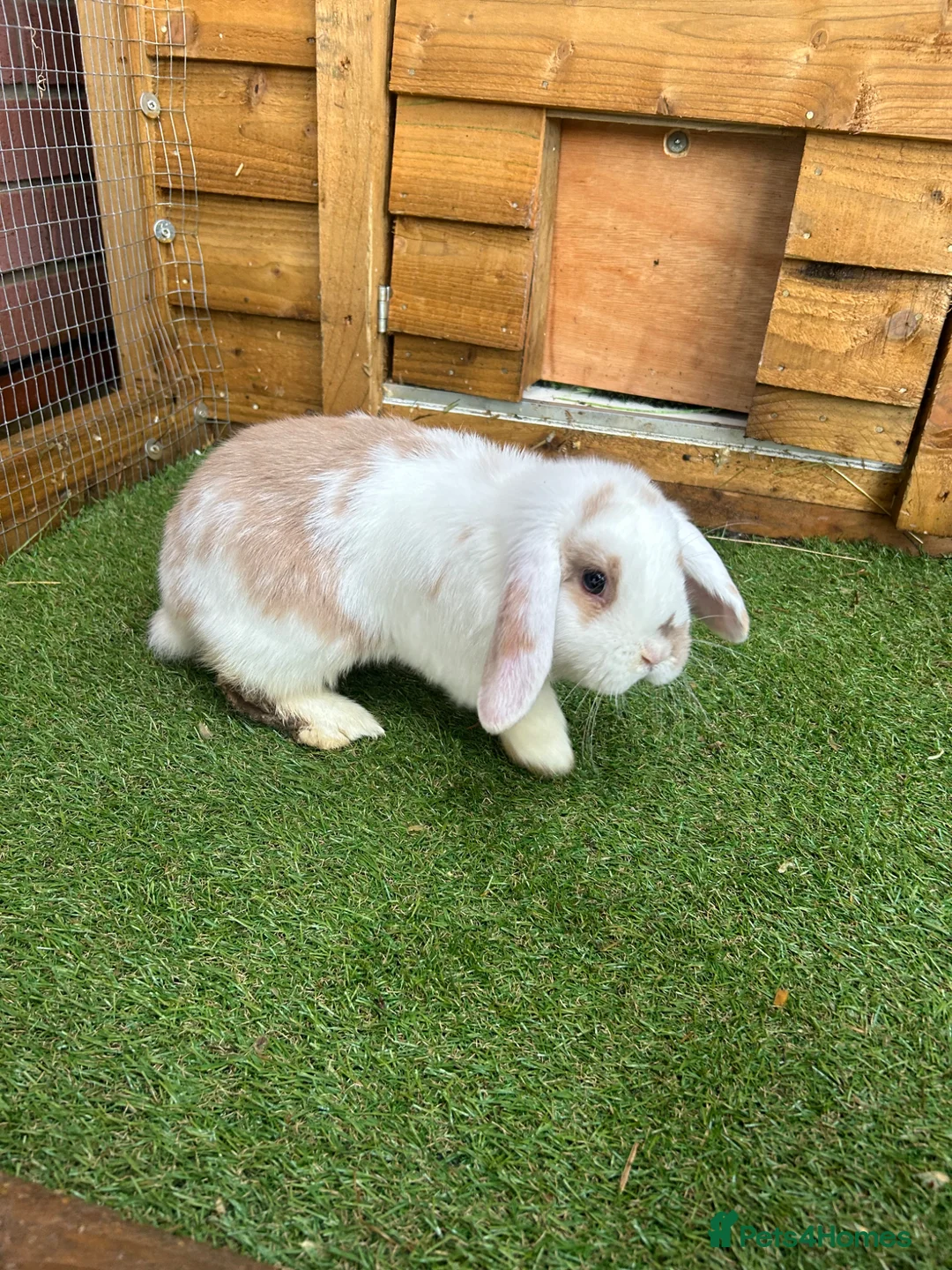 Mini Lop rabbits for sale: Purebred baby male mini lop  - Advert 1