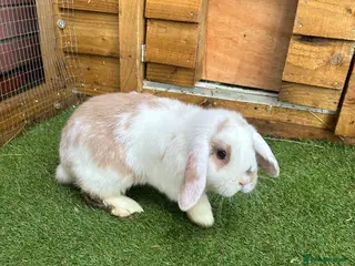 Mini Lop rabbits Purebred baby male mini lop - Advert 2