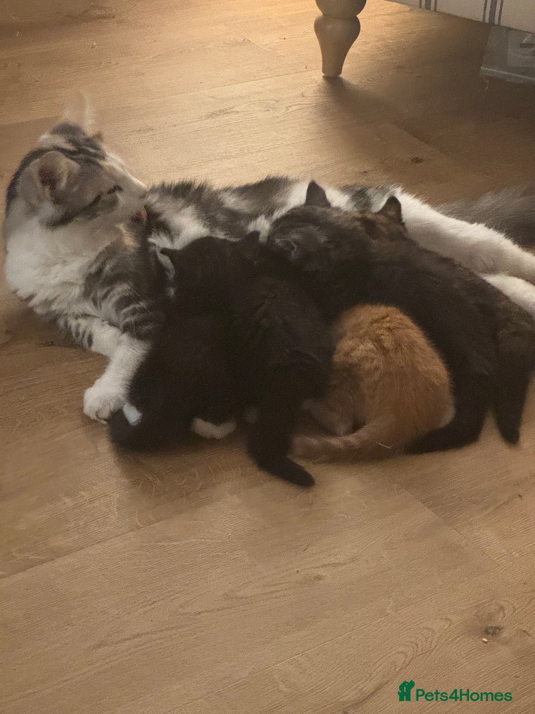 Maine Coon cats for sale: 5 beautiful kittens  - Advert 23