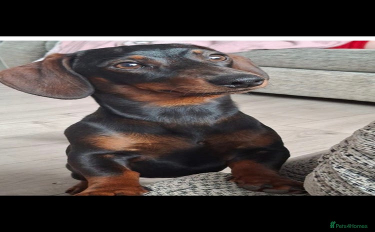 Dachshund dogs 1 year old female Dachshund for rehome - Advert 16