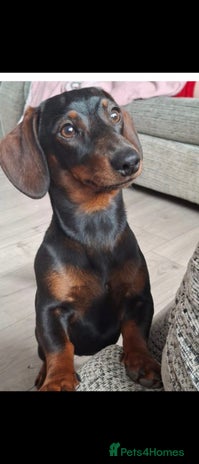 Dachshund dogs 1 year old female Dachshund for rehome - Advert 1