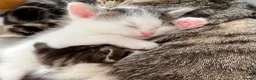 Mixed Breed cats for sale: Ready for their forever homes, 3 fluffy angels - Advert 3