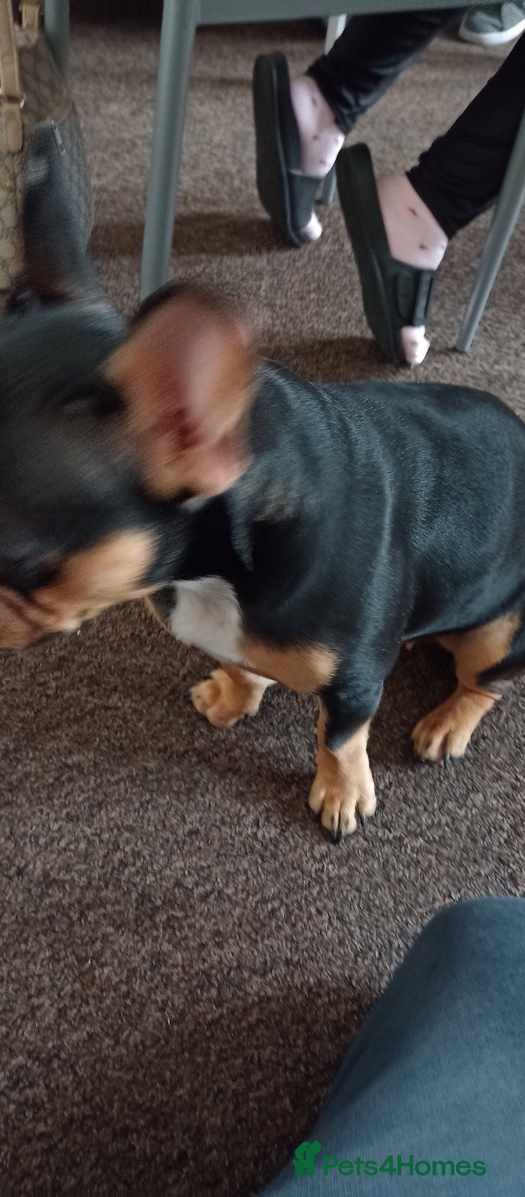 French Bulldog dogs for sale: French bulldog - Image 5