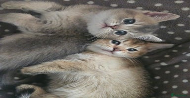 British Shorthair cats - Advert 9