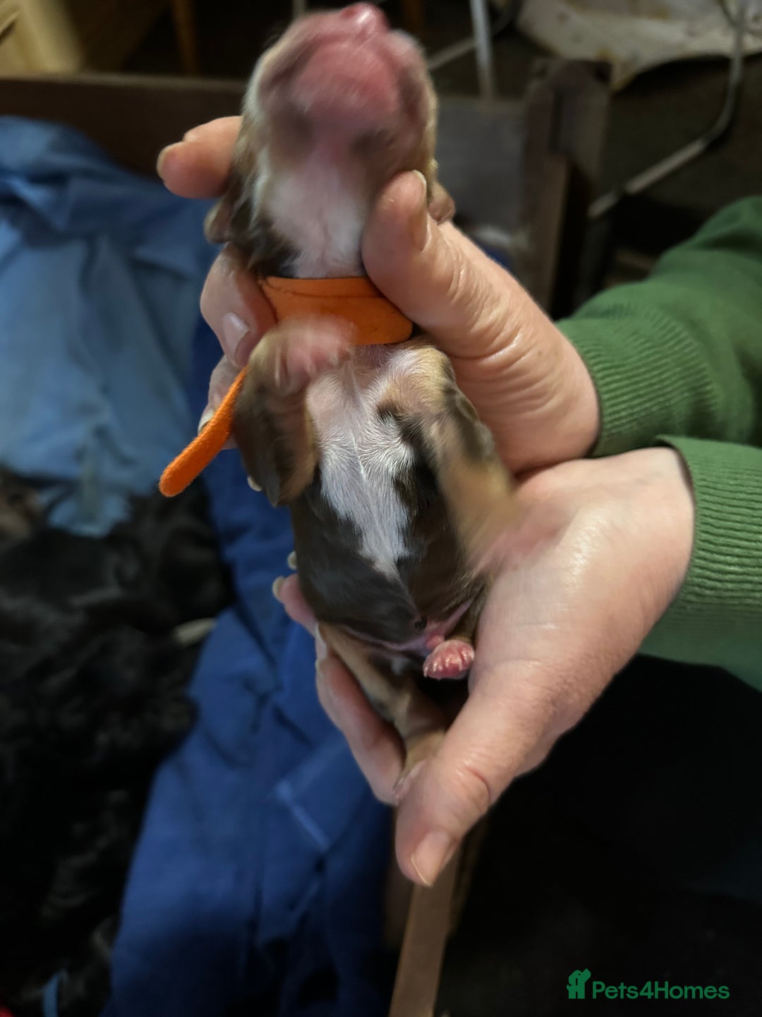 Cocker Spaniel dogs for sale: 🐾 Adorable Cocker Spaniel Puppies - Ready Soon!🐾 - Advert 8