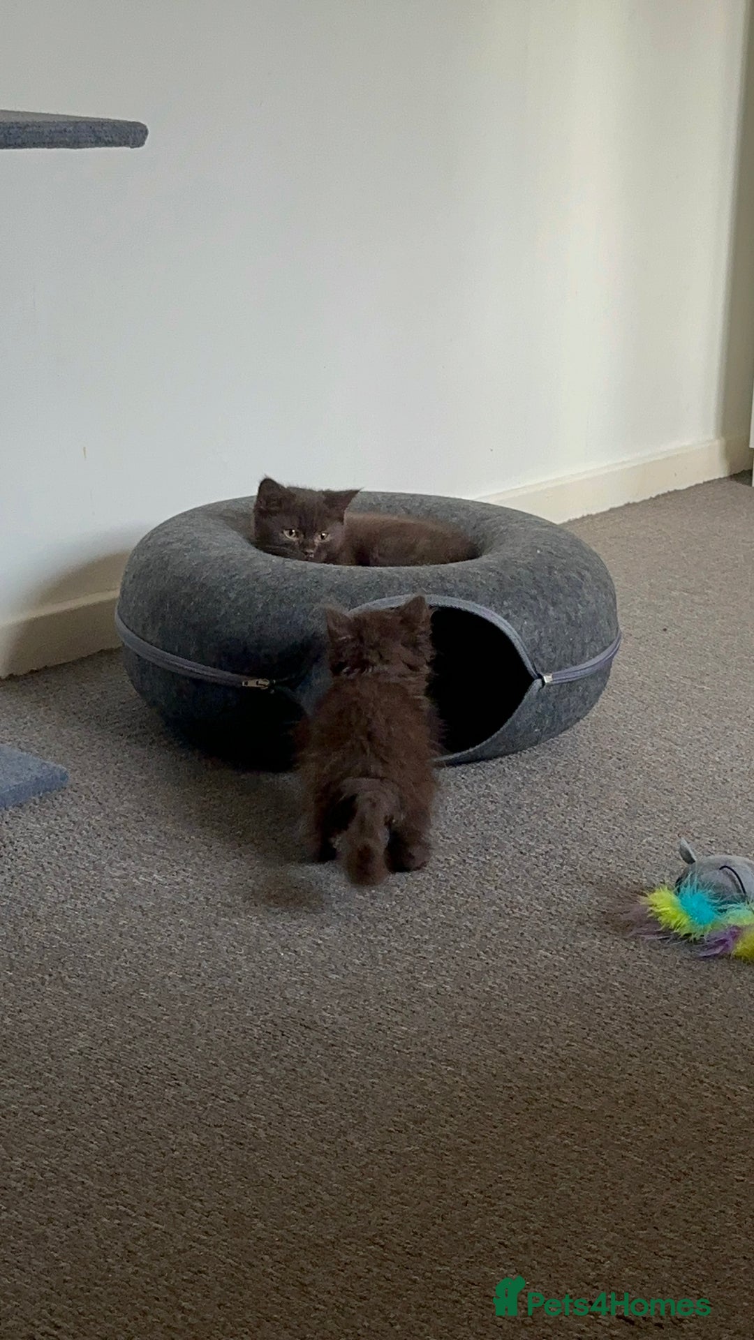 Mixed Breed cats for sale: BSH Ragdoll mix kittens - Advert 11