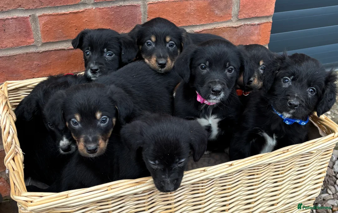 Mixed Breed dogs for sale: Cocker X Collie Puppies - Advert 2