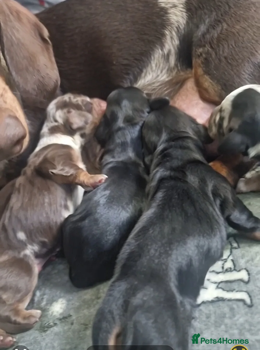 Miniature Dachshund dogs for sale: Outstanding dachshunds  - Advert 2