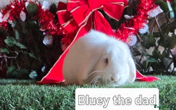 Mini Lop rabbits for sale: Pure mini lop babies  - Advert 21