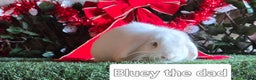 Mini Lop rabbits for sale: Pure mini lop babies  - Advert 18