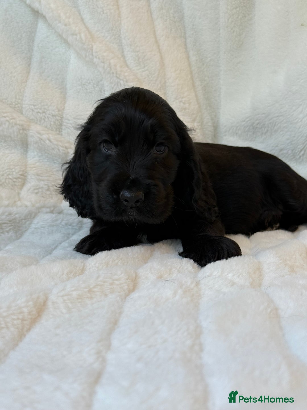 Cocker Spaniel dogs for sale: 🌟Show Cocker spaniel puppies🌟 - Advert 14