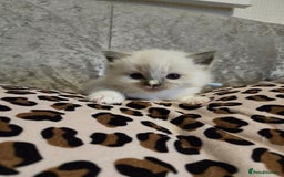 Ragdoll cats for sale: Mitted blue-point pure Ragdoll - Image 6