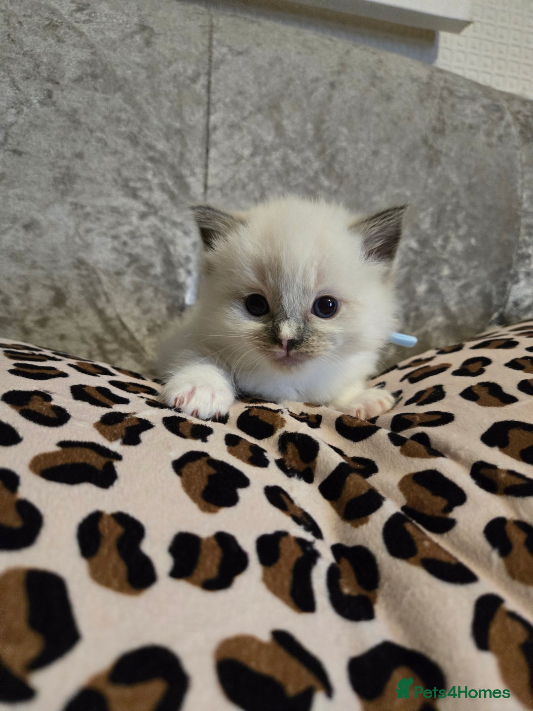 Ragdoll cats for sale: Mitted blue-point pure Ragdoll - Image 6