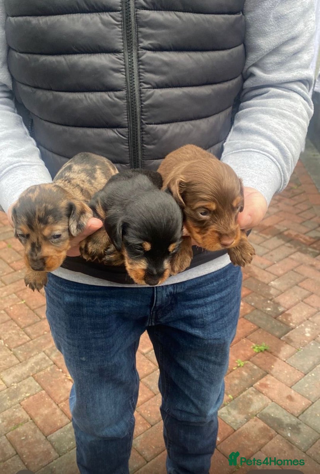 Miniature Dachshund dogs for sale: Beautiful Teckle puppies (Wire Hair Dachshunds) - Advert 2