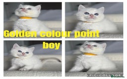 British Shorthair cats for sale: TICA golden and colourpoint BSH - Image 6