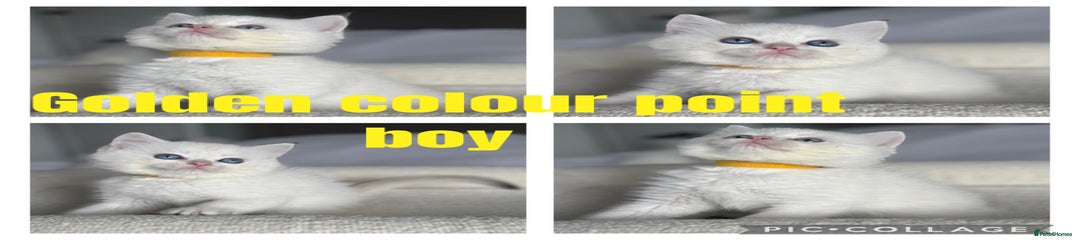 Golden colourpoint (yellow)