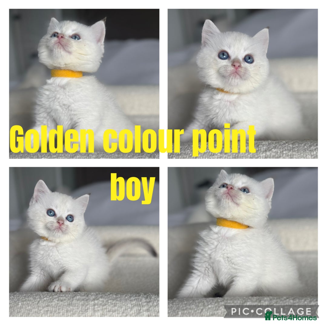 British Shorthair cats for sale: TICA golden and colourpoint BSH - Image 6
