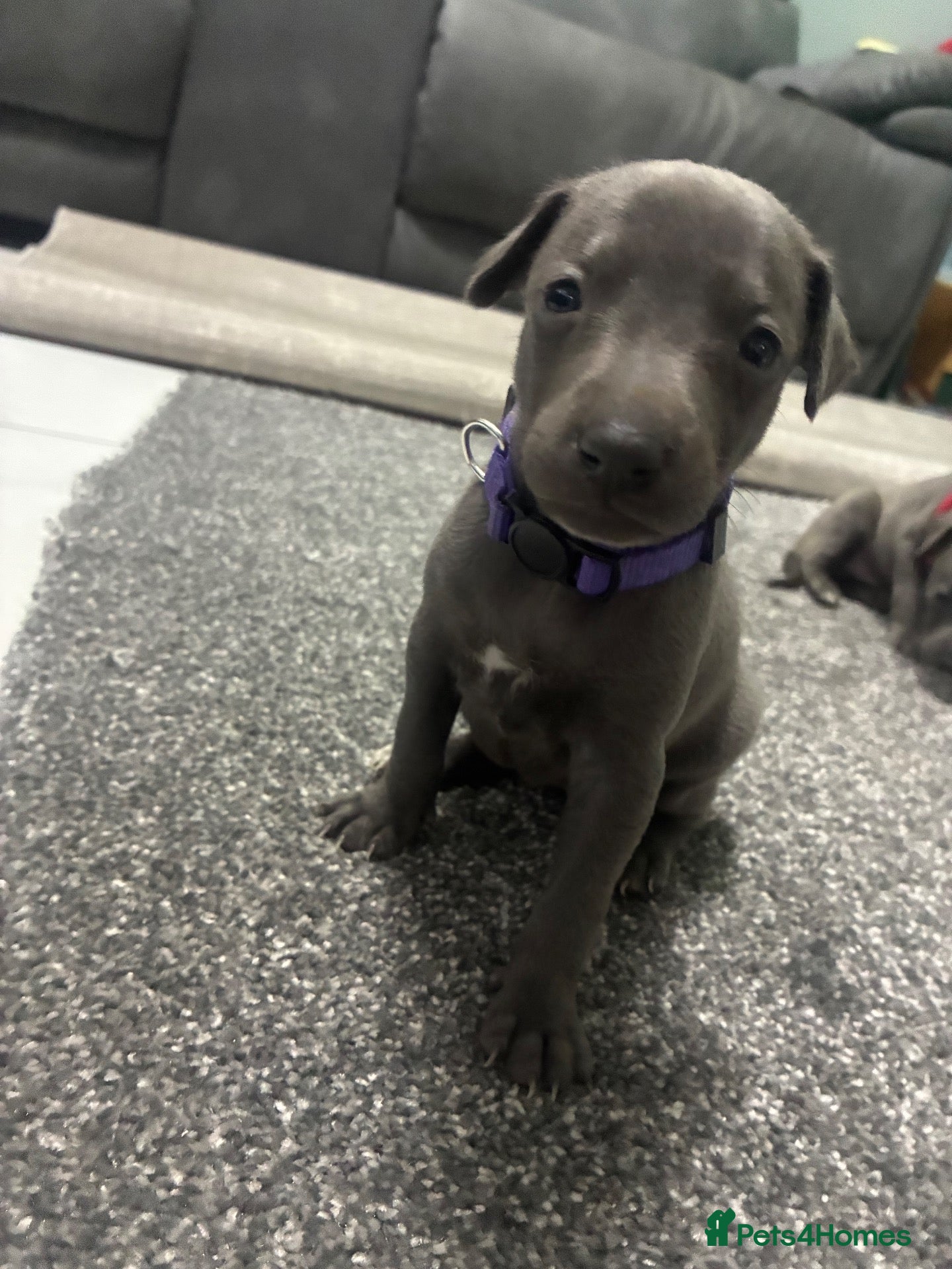 Whippet dogs Blue whippet puppies 💙❤️🏡 - Advert 3