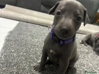 Whippet dogs Blue whippet puppies 💙❤️🏡 - Advert 3