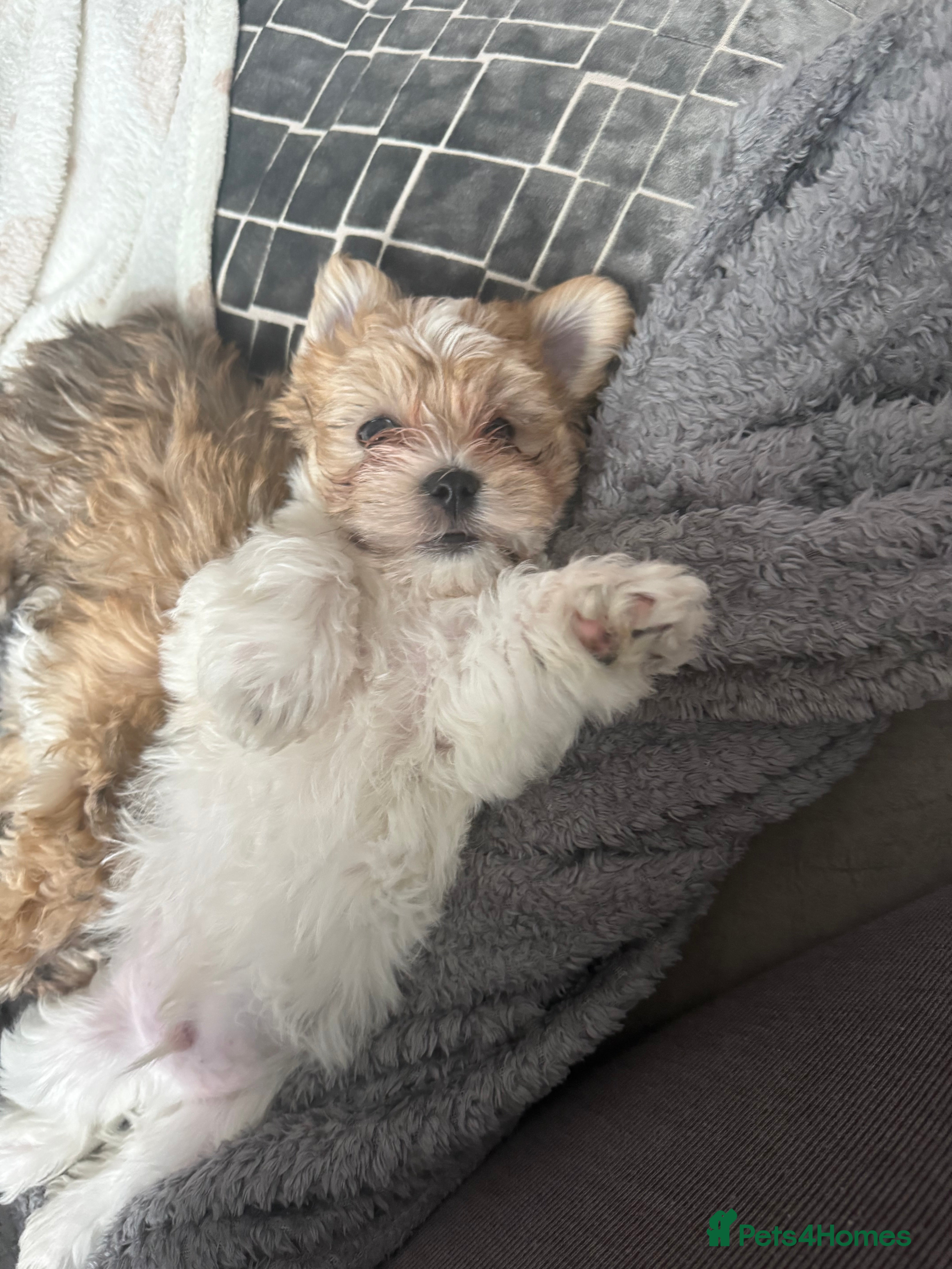 Lhasa Apso dogs READY NOW 2 beautiful lhatese boy pups  - Advert 11