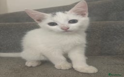 Mixed Breed cats for sale: 2 gorgeous boy left  - Image 16