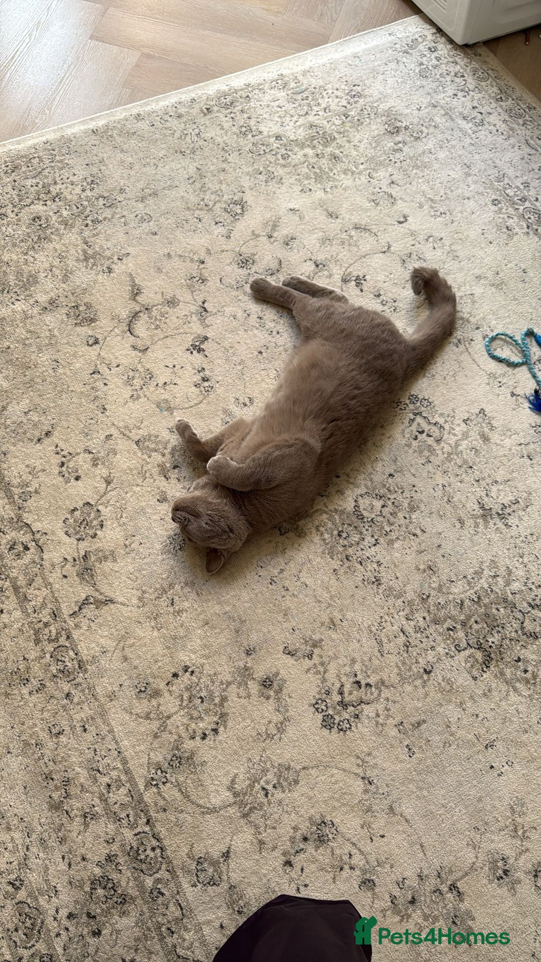 British Shorthair cats for sale: 8 months lilac male British Shorthair - Image 5