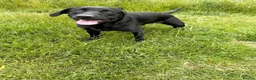 Springador dogs for stud: Bailey - proven Springador Stud - Advert 2