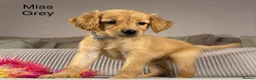 Goldendoodle dogs for sale: BEAUTIFUL HEALTHY LOVING PUPPIES  - Advert 12