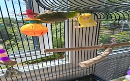 Mixed Breed birds for sale: Two Parrotlets and cage - Image 1
