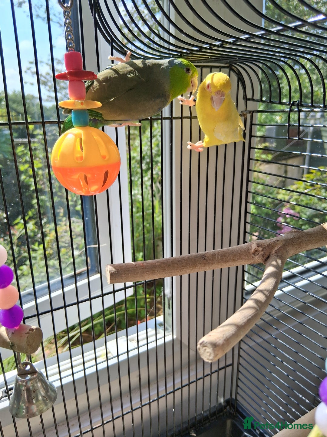 Mixed Breed birds for sale: Two Parrotlets and cage - Image 1