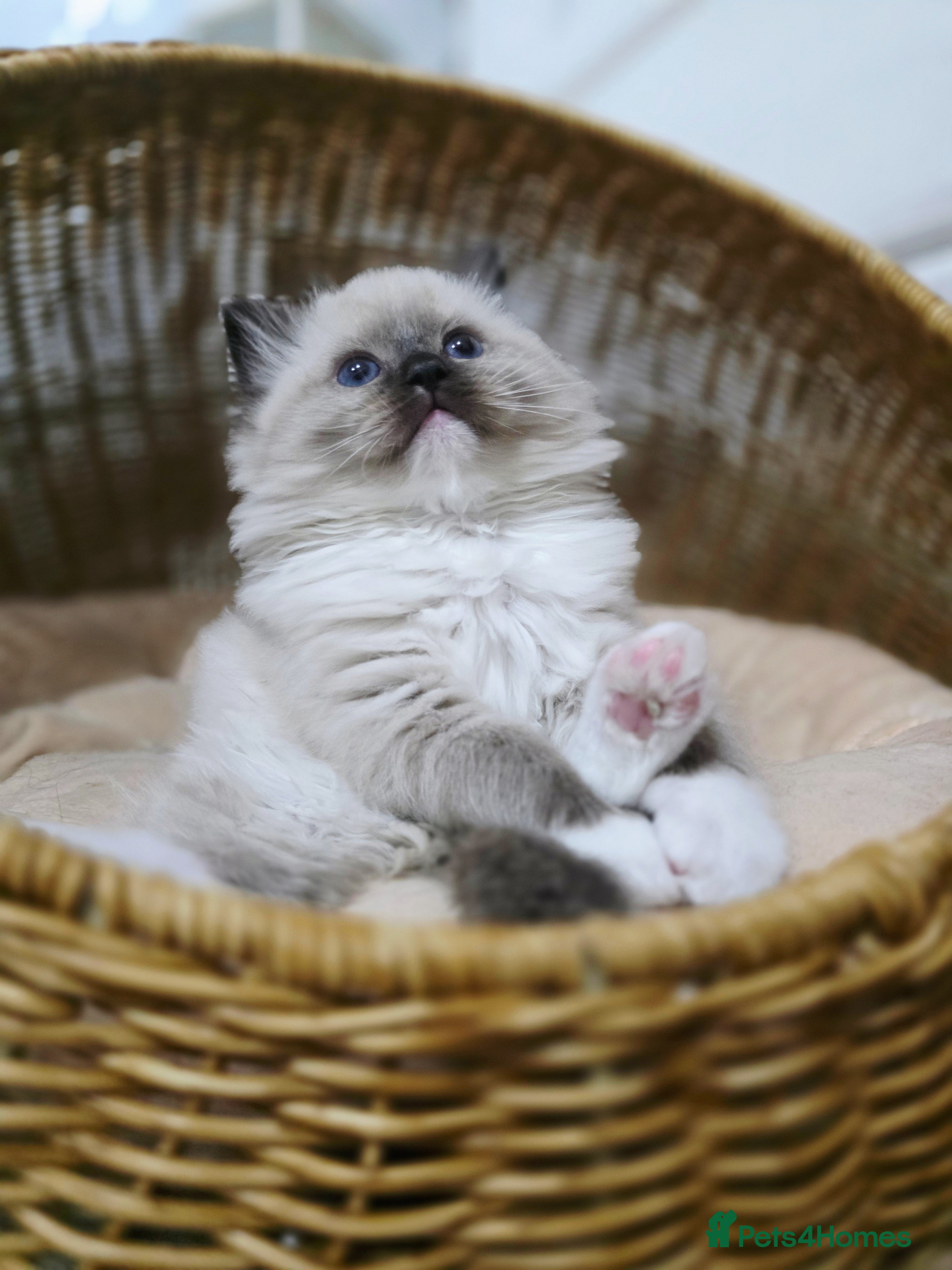 Ragdoll cats 3 European babies. Champion lines. Tica registered - Advert 2