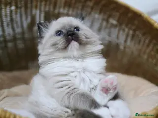 Ragdoll cats 3 European babies. Champion lines. Tica registered - Advert 2