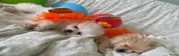 Pomeranian dogs for sale: Meet this adorable Pomeranian puppy in Torquay - Advert 3