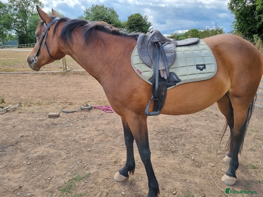 Welsh Section D horses for sale: Bartonhouse charlotte(charlie)15.1 welsh part bred - Image 10