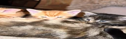 Mixed Breed cats for sale: Mixed kittens  in Kidderminster - Advert 2