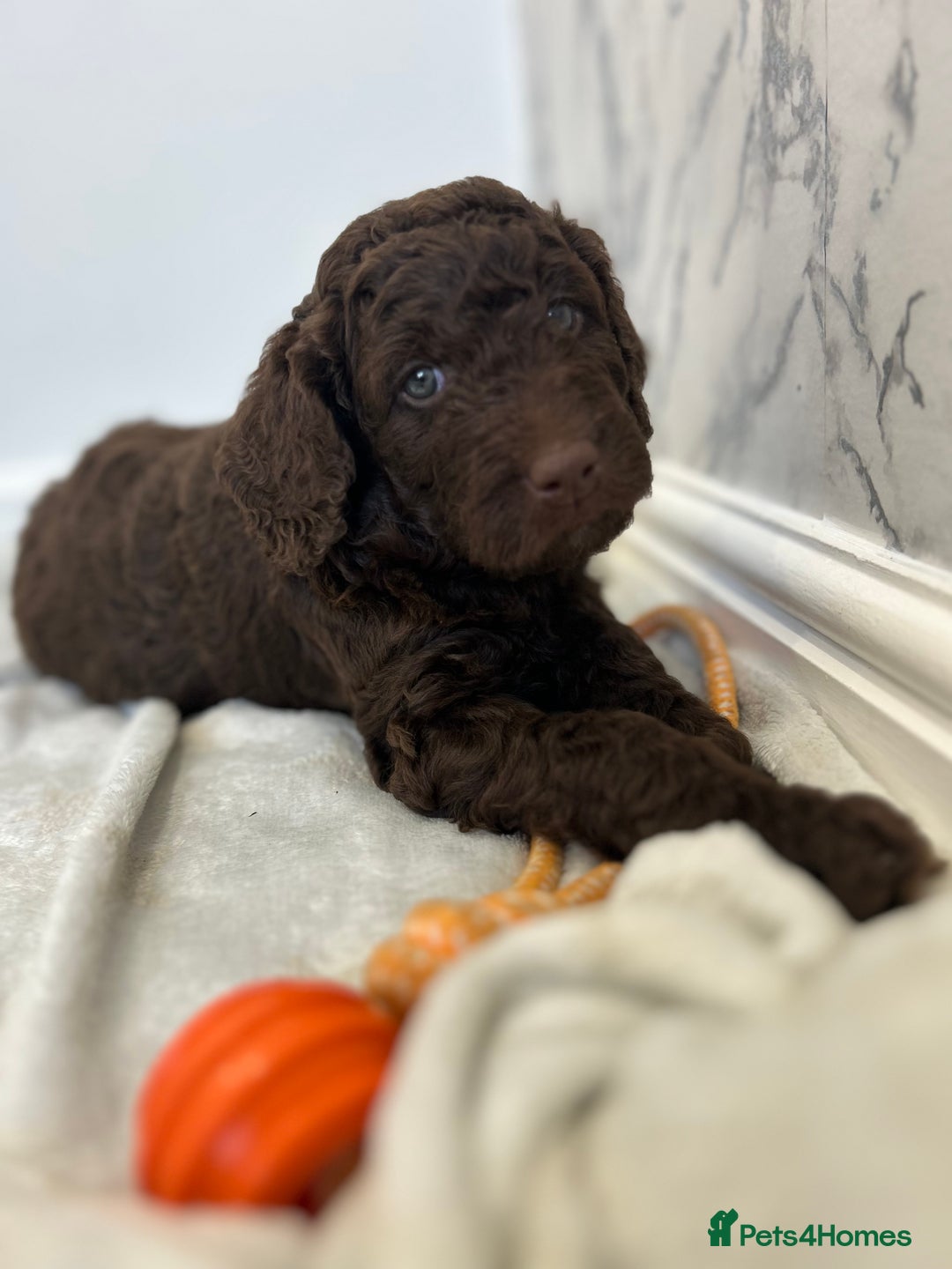 Labradoodle dogs for sale: STANDARD SIZE, HEALTH TESTED, SUPER CURLY COATS - Image 7