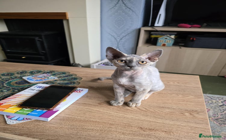Devon Rex cats - Advert 1
