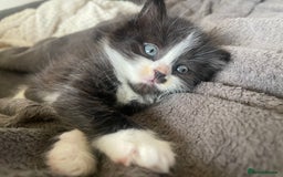 British Shorthair cats for sale: Kittens for sale  - Image 2