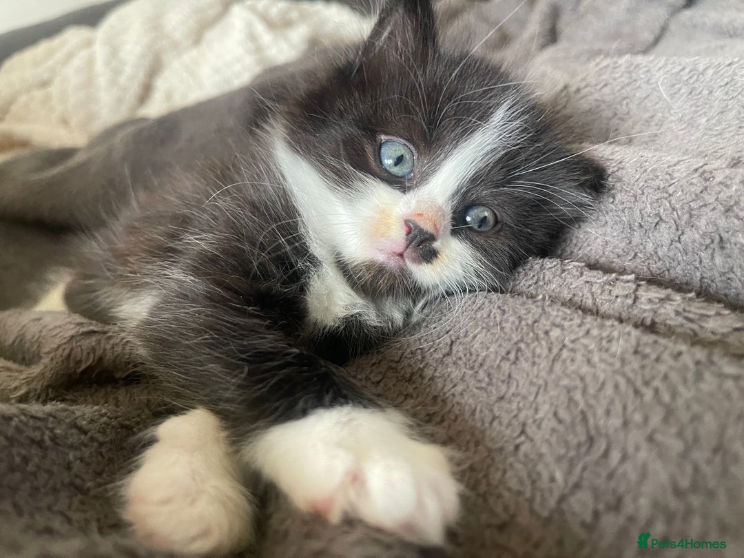 British Shorthair cats for sale: Kittens for sale  - Image 2